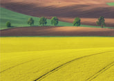 Yellow by Ales Komovec