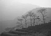 Trees In the Mountains by Photolovers