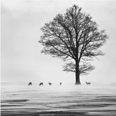 Roes by Silvija Danelsone