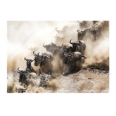 Wall Art Print - Wildebeest Herd