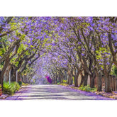 Wall Art Print - Jacaranda in Bloom