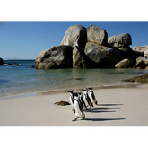 Wall Art Print - African Penguins At Boulders