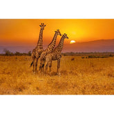 Wall Art Print - 3 Giraffes and an African Sunset