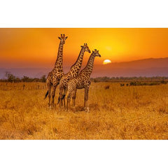 Wall Art Print - 3 Giraffes and an African Sunset