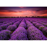 Wall Art Print - Lavender Field at Sunset