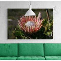 Wall Art Print - King Protea