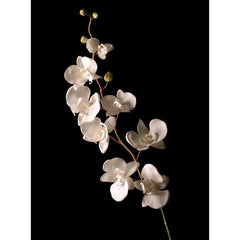 Wall Art Print - White Orchid Isolated Over Black Background