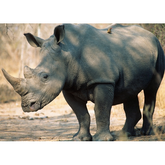 Wall Art Print - Black Rhinoceros