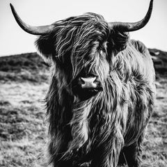 Wall Art Print - Make me moove
