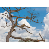 Wall Art Print - African Leopard Resting in a Tree