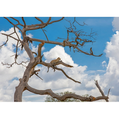 Wall Art Print - African Leopard Resting in a Tree