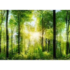 Wall Art Print - Sunshine Through Trees