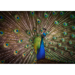 Wall Art Print - Peacock splendour