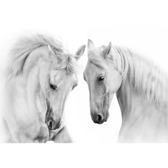 Wall Art Print - White Beauty