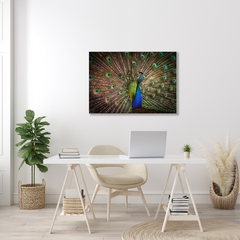 Wall Art Print - Peacock splendour