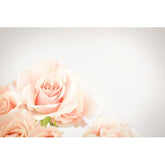 Wall Art Print - Soft Pink Roses