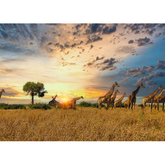 Wall Art Print - Giraffe Herd