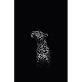 Wall Art Print - Black and White Leopard Looking Up
