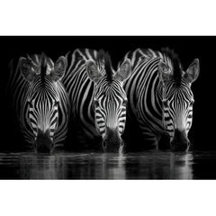 Wall Art Print - 3 Zebras Drinking Water at Night
