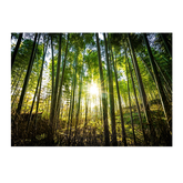 Wall Art Print - Forest Sunset