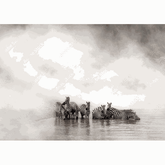 Wall Art Print- Zebra Herd By The River