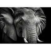 Wall Art Print - Portrait of an Elephant in Black and White