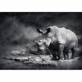 Wall Art Print - Rhino