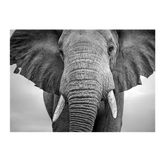 Wall Art Print - Elephant Walking