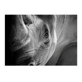 Wall Art Print - Rhino Close Up