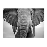 Wall Art Print - Elephant Close Up