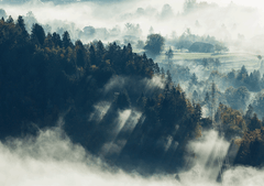 Wall Art Print - Mountain Top Forest