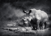 Wall Art Print - Rhino
