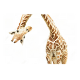 Wall Art Print - Giraffe