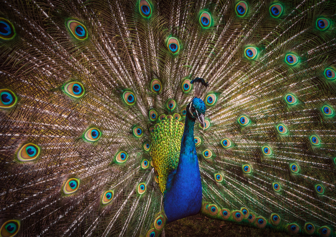 Beautiful Indian Peacock