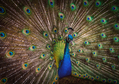 Beautiful Indian Peacock