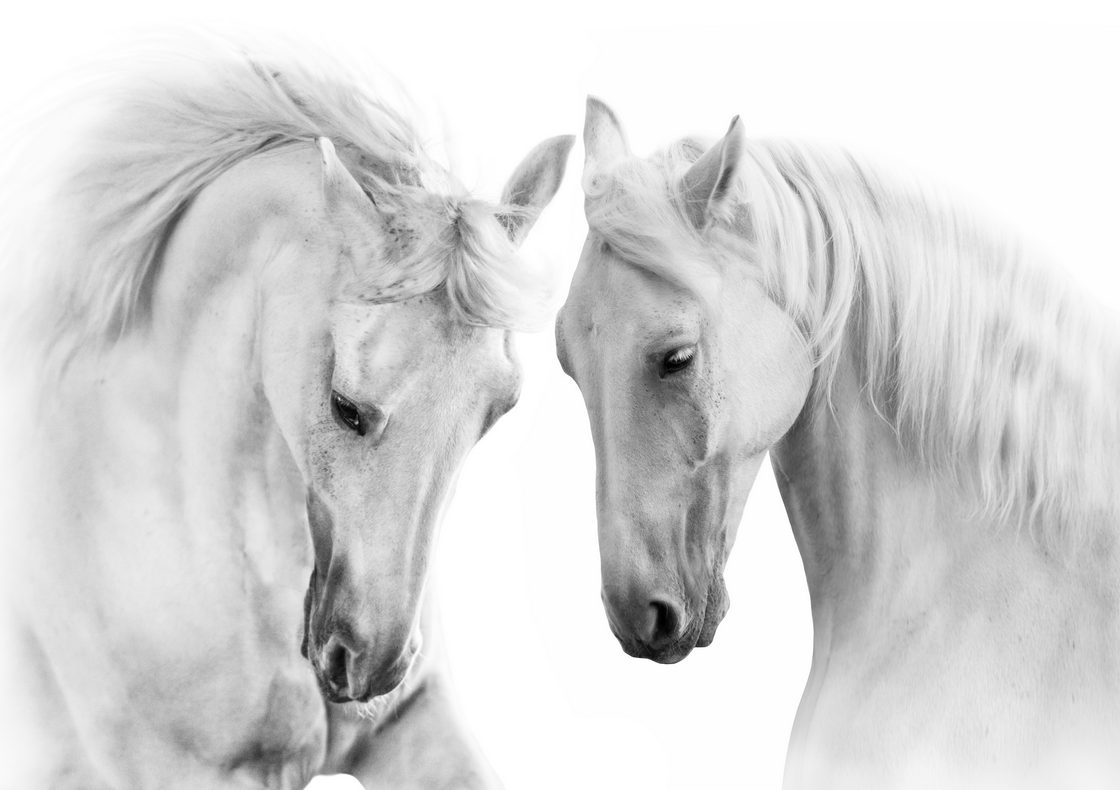 2 White Horses