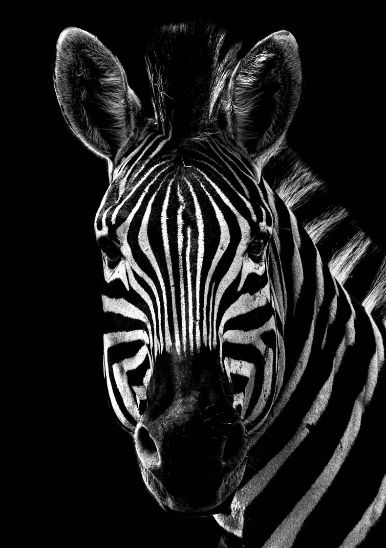 Zebra Stare