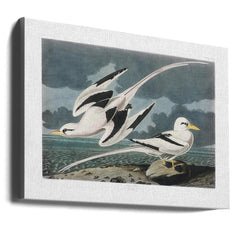 Tropic Bird From Birds of America (1827) by John James Audubon