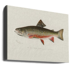 Male Brook Trout by Sherman F. Denton