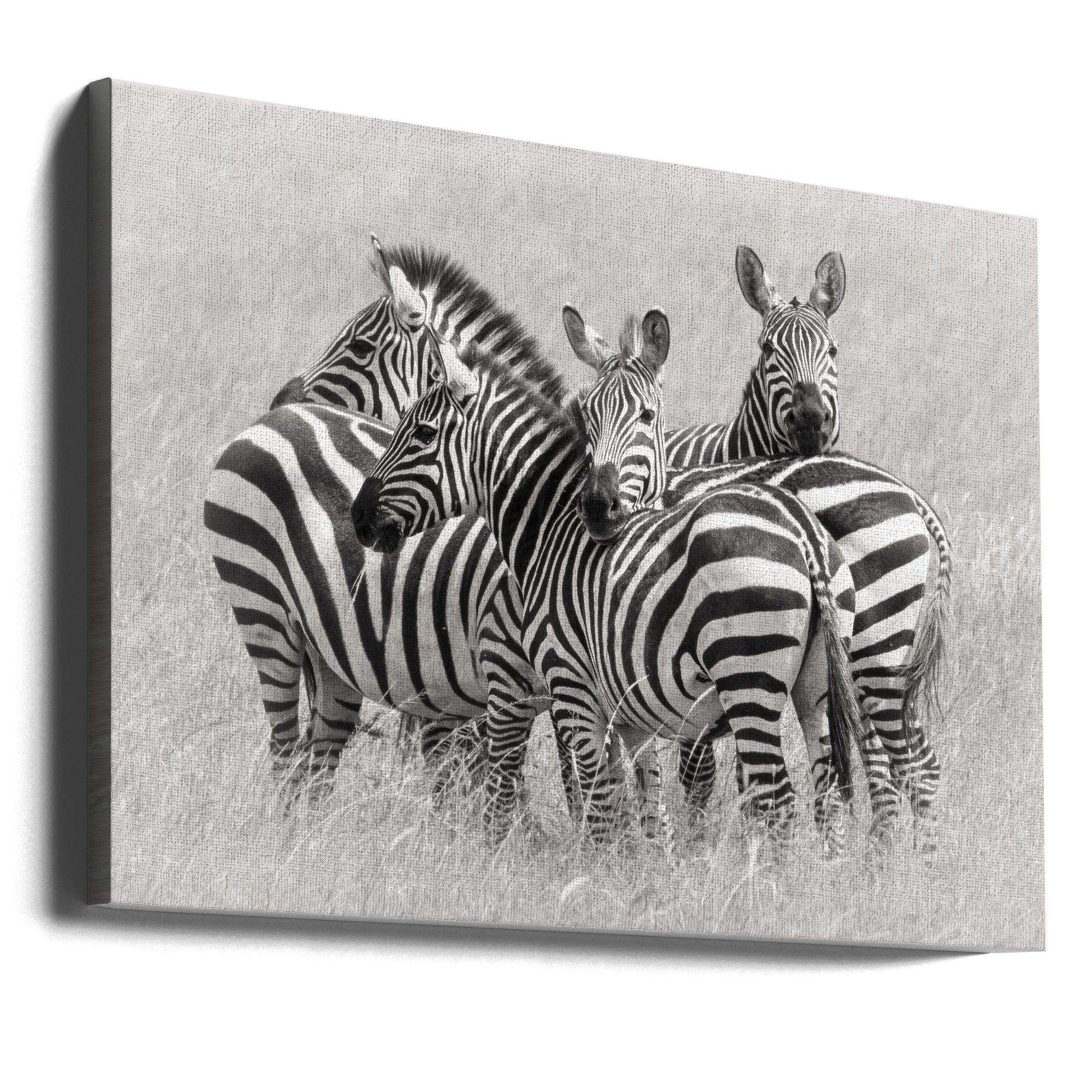 Zebras by Kirill Trubitsyn