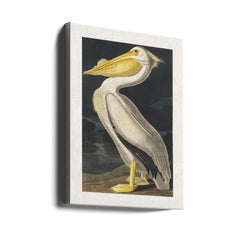 American White Pelican From Birds of America (1827) by John James Audubon