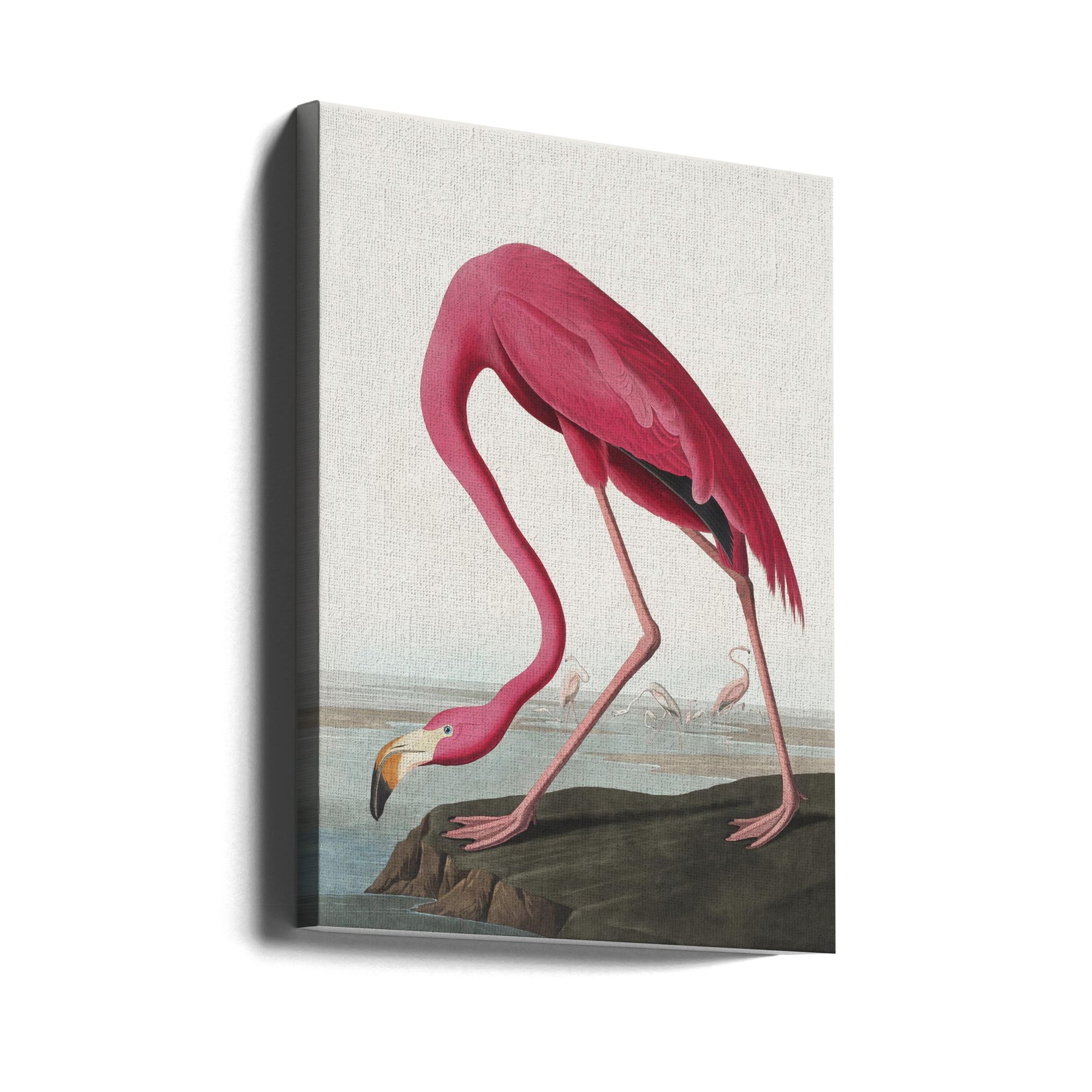 Pink Flamingo Ii From Birds of America (1827) by John James Audubon