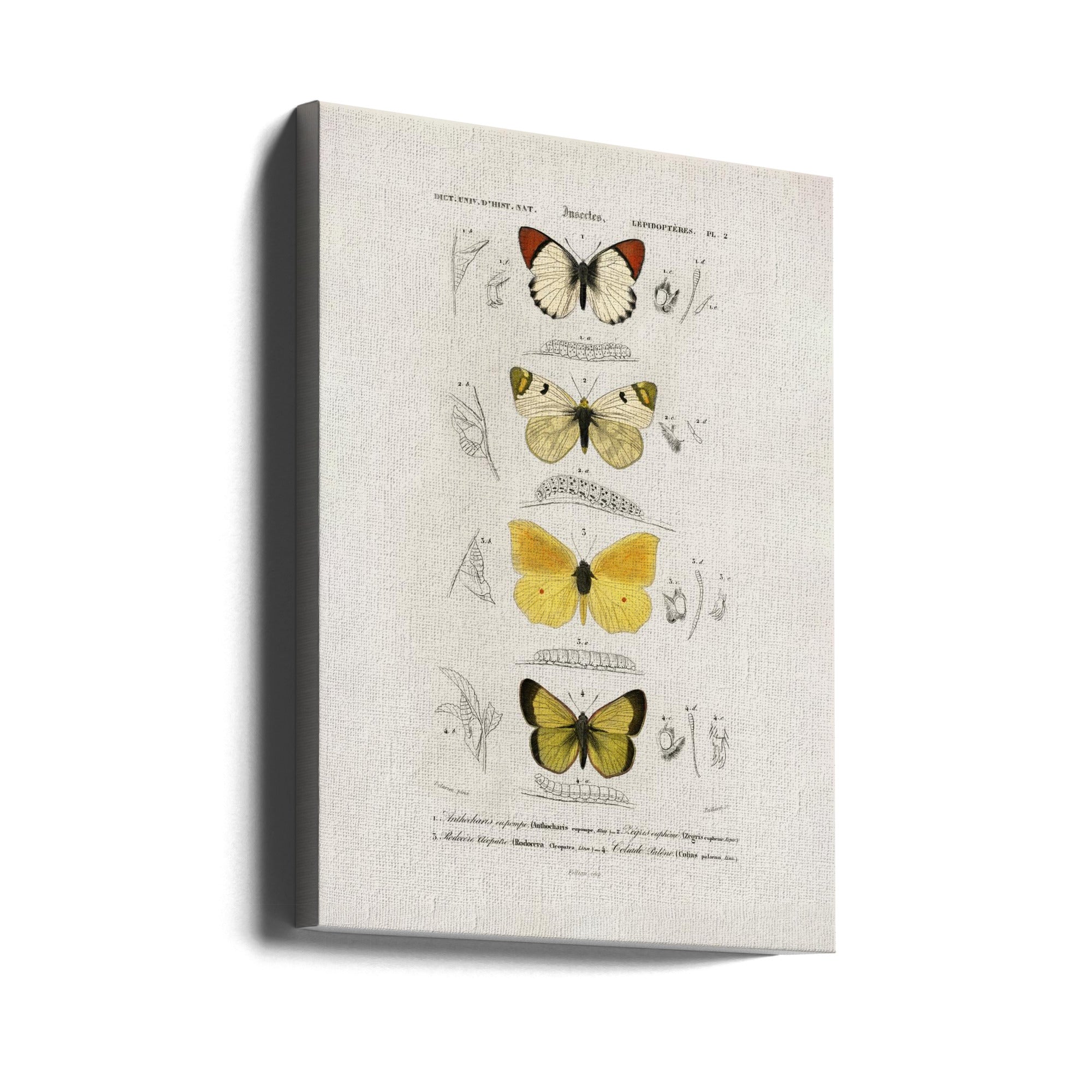 Different Types of Butterflies by Charles Dessalines D Orbigny