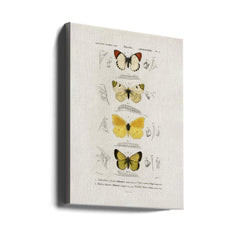 Different Types of Butterflies by Charles Dessalines D Orbigny