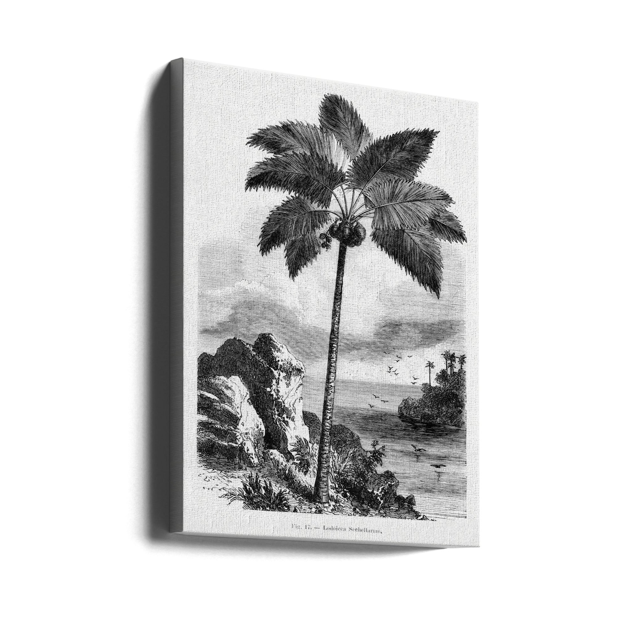 Vintage Palm Tree Drawing I by Les Palmiers Histoire Iconographique