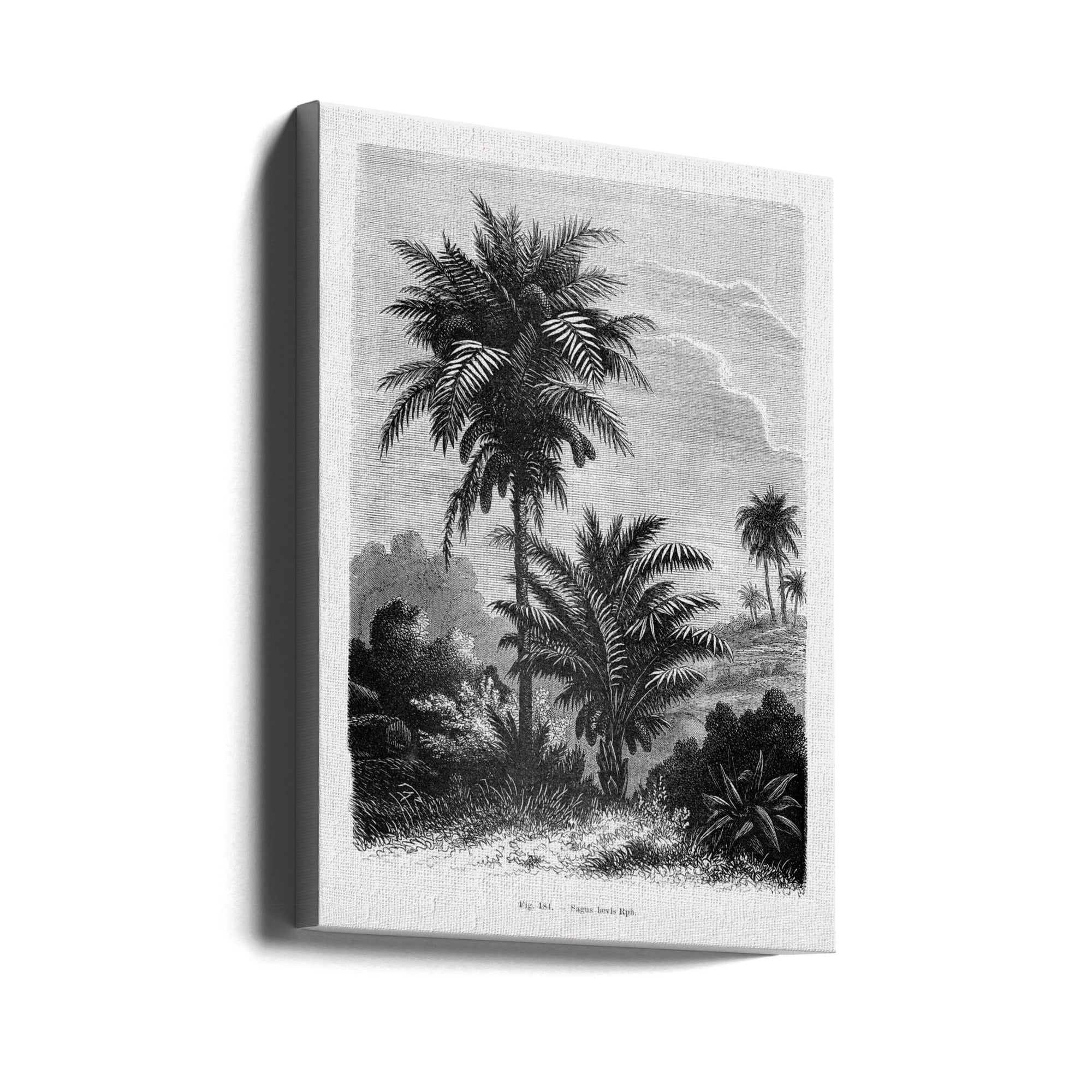 Vintage Palm Tree Drawing V by Les Palmiers Histoire Iconographique