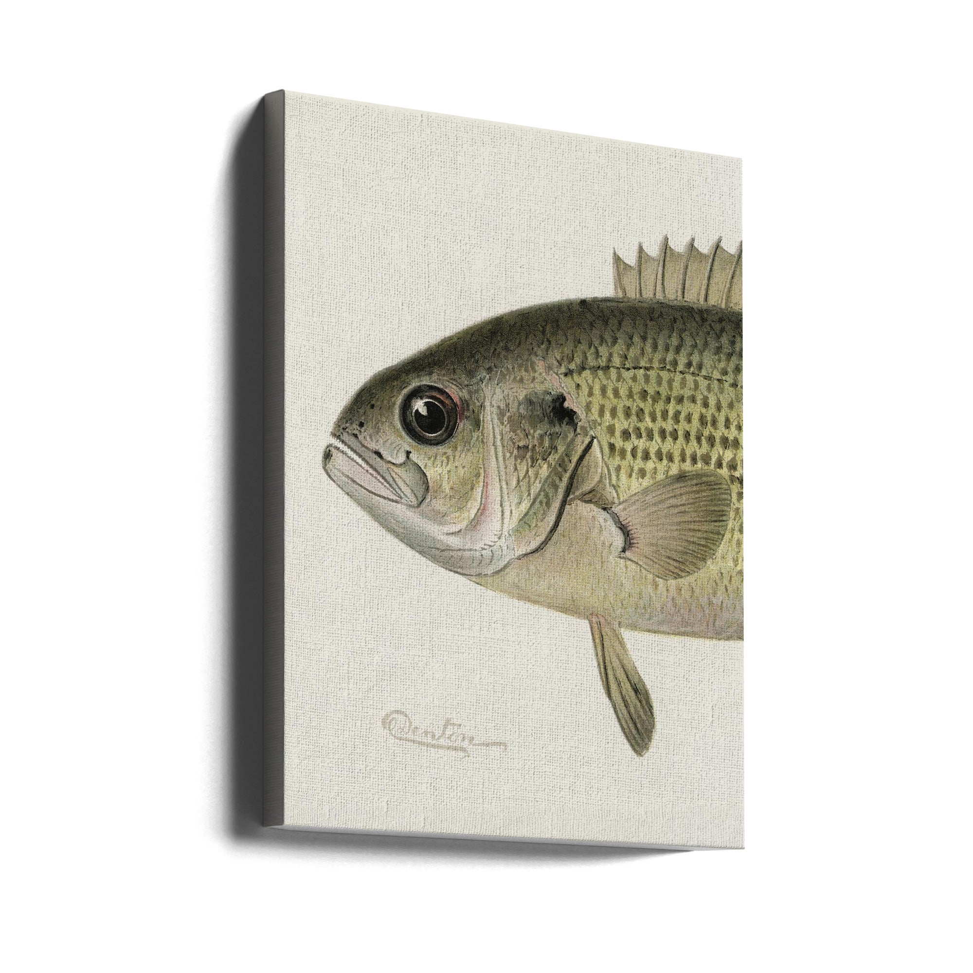 Rock Bass Crop by Sherman F. Denton