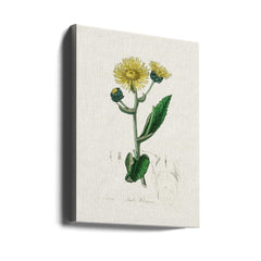 Elecampane (inula Helenium) Medical Botany by John Stephenson and James Morss Churchill