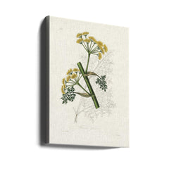 Ferula Persica Medical Botany by John Stephenson and James Morss Churchill