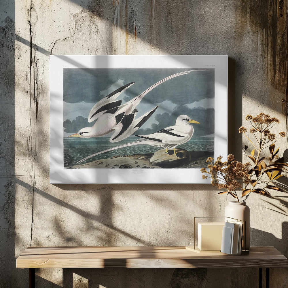 Tropic Bird From Birds of America (1827) by John James Audubon